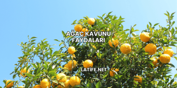 Ağaç Kavunu Faydaları