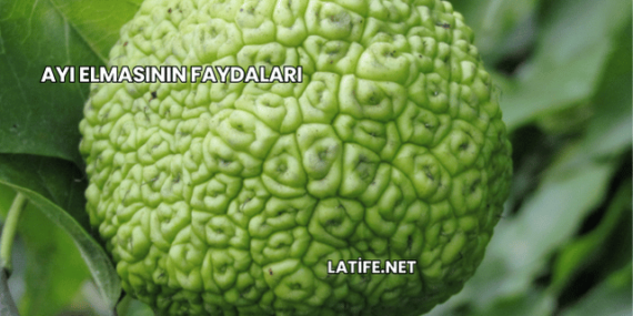 Ayı Elmasının Faydaları