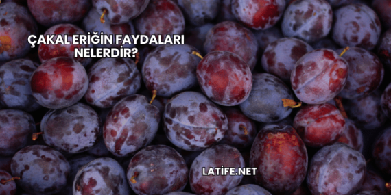 Çakal Eriğin Faydaları Nelerdir?