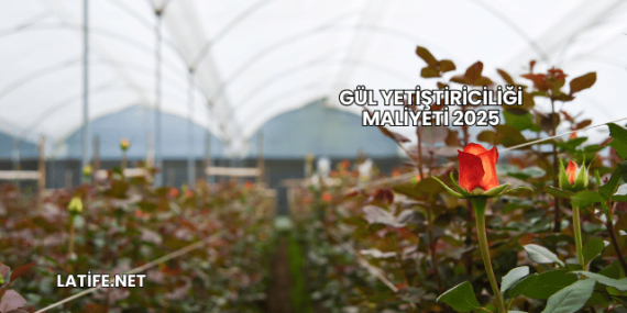 Gül Yetiştiriciliği Maliyeti 2025
