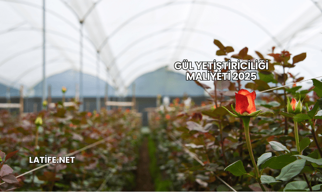 Gül Yetiştiriciliği Maliyeti 2025