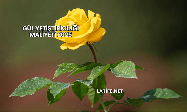 Gül Yetiştiriciliği Maliyeti 2025