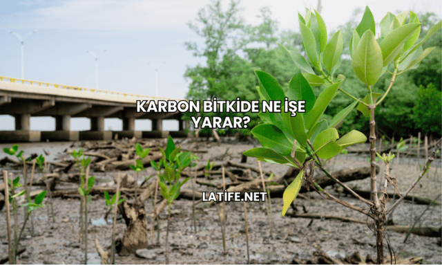 Karbon Bitkide Ne İşe Yarar?