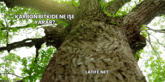 Karbon Bitkide Ne İşe Yarar?