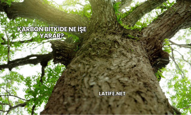 Karbon Bitkide Ne İşe Yarar?