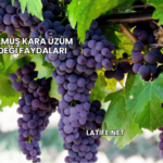 Öğütülmüş Kara Üzüm Çekirdeği Faydaları