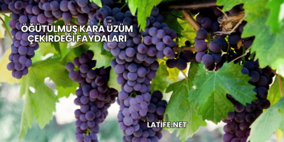 Öğütülmüş Kara Üzüm Çekirdeği Faydaları